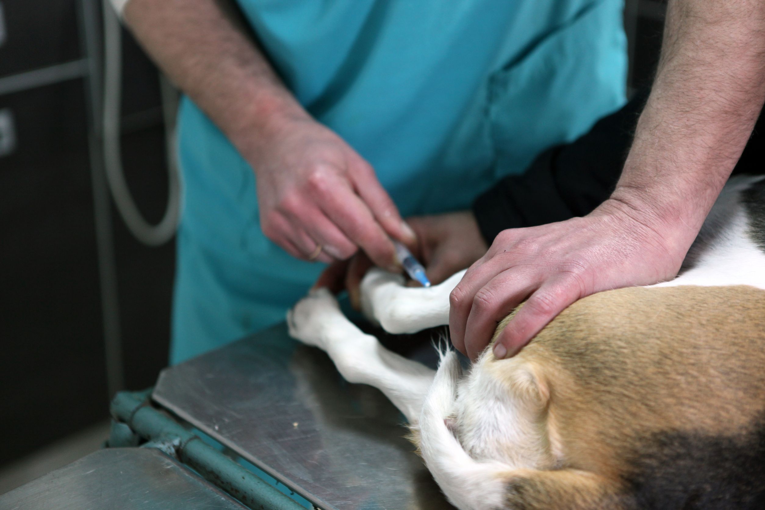 A Few Tips To Help You Get The Right Veterinary Hospital For Your Pet