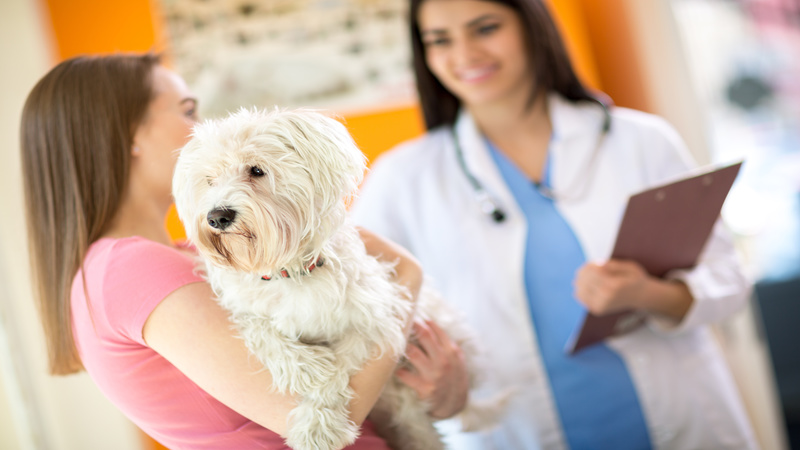 How Often Should My Pet See the Veterinarian?