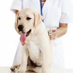 veterinarians