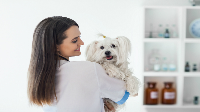 How to Prepare Your Pet for Pet Surgery in Bridgeport