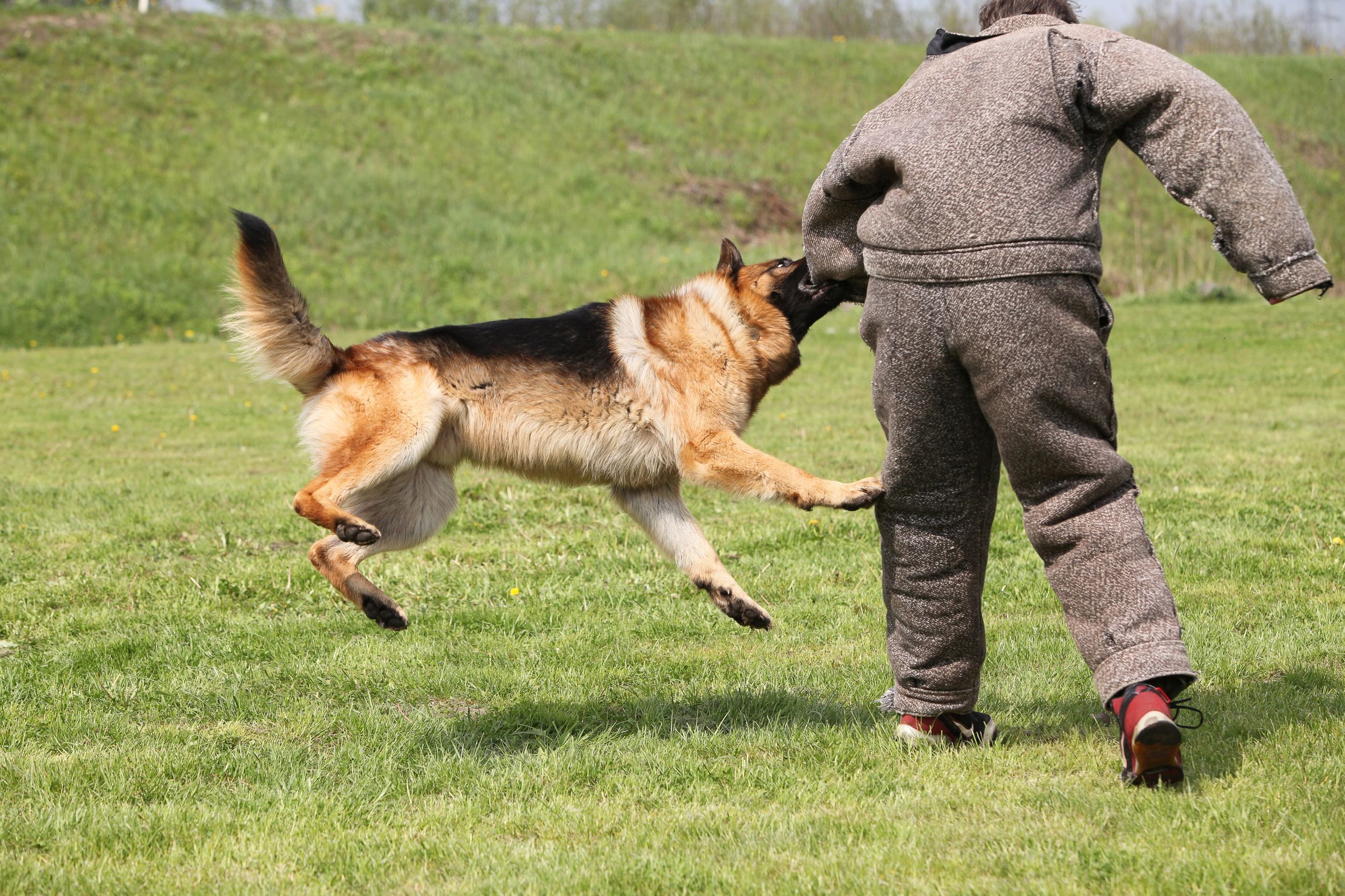 Kennels vs. Pet Resorts in Ft. Lauderdale