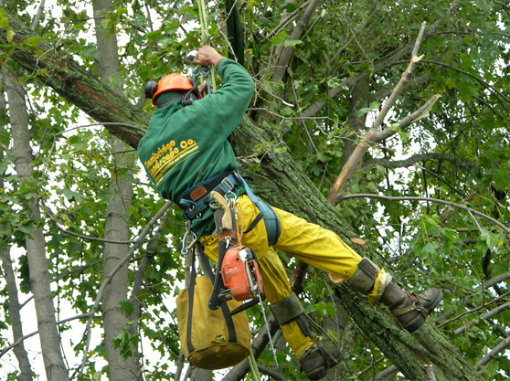 Protect Your Home with Expert Tree Service Fort Pierce for Storm-Ready Yards
