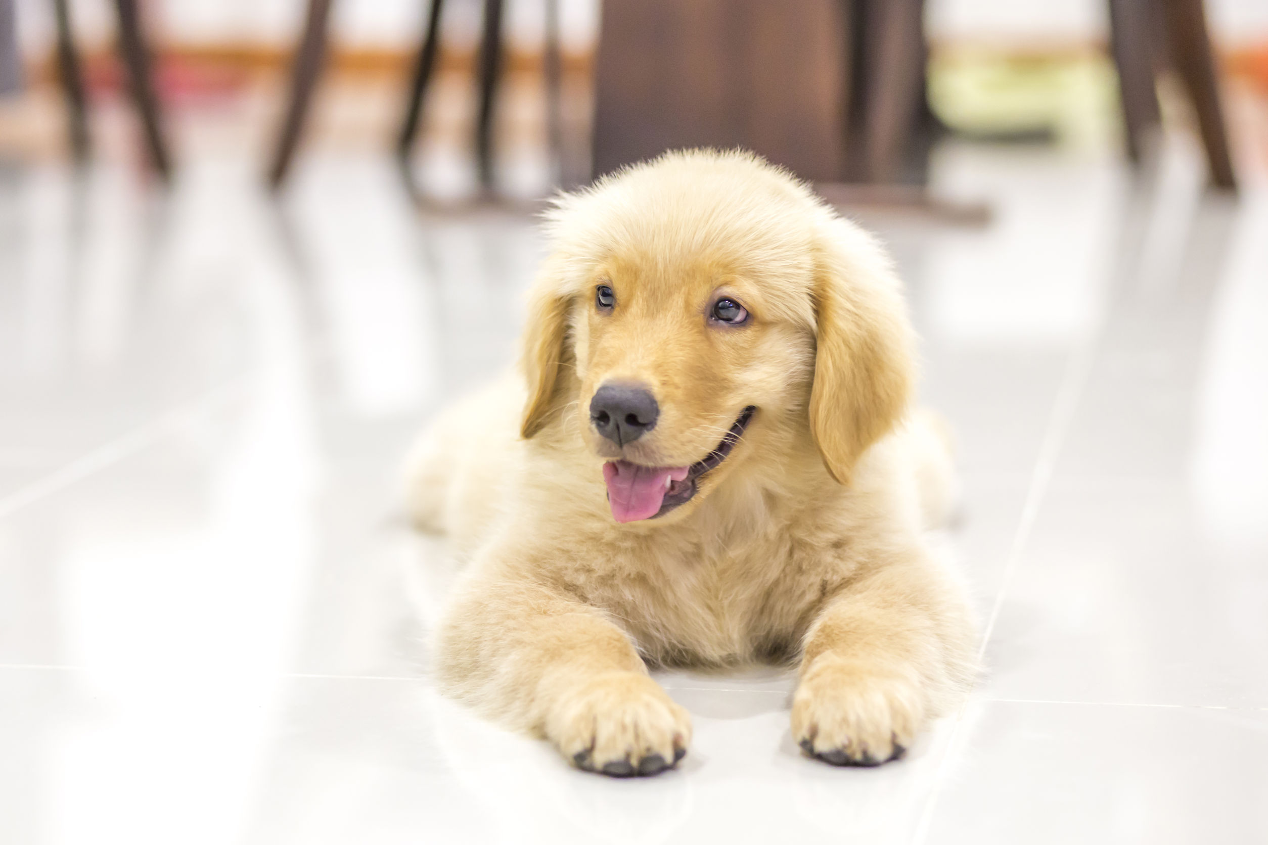 A Family Pet Needs Care From Veterinarians In Fort Bend County