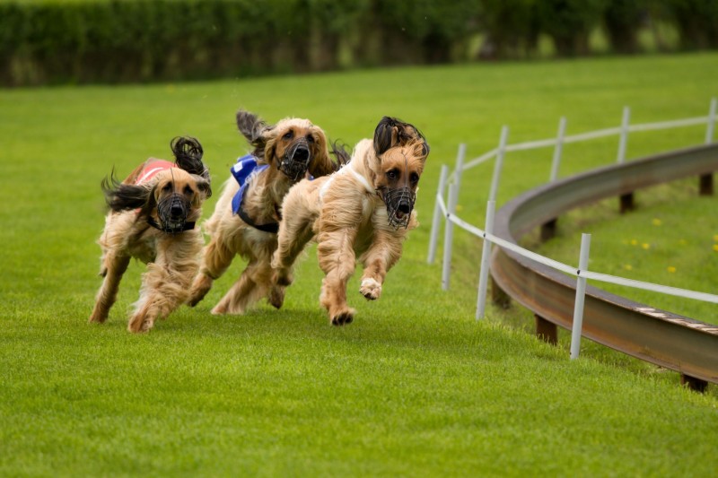 Why You Should Take Advantage of Dog Obedience Training in Chicago, IL
