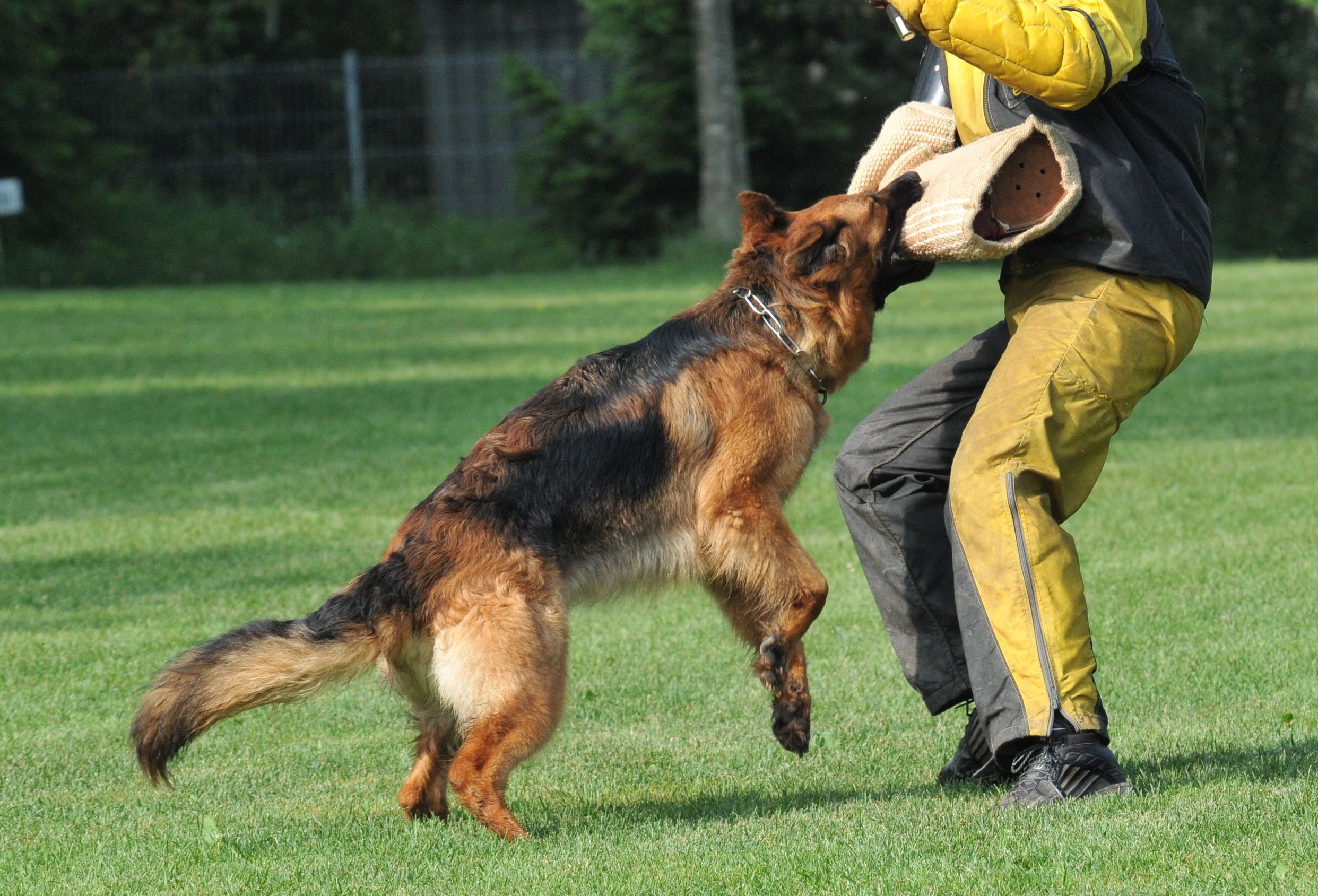 Obedience Training For Dogs in Chicago: How Pets and Owners Become Best Friends