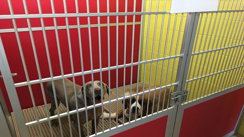 The Importance of Pet Boarding and Dog Walking in Omaha NE