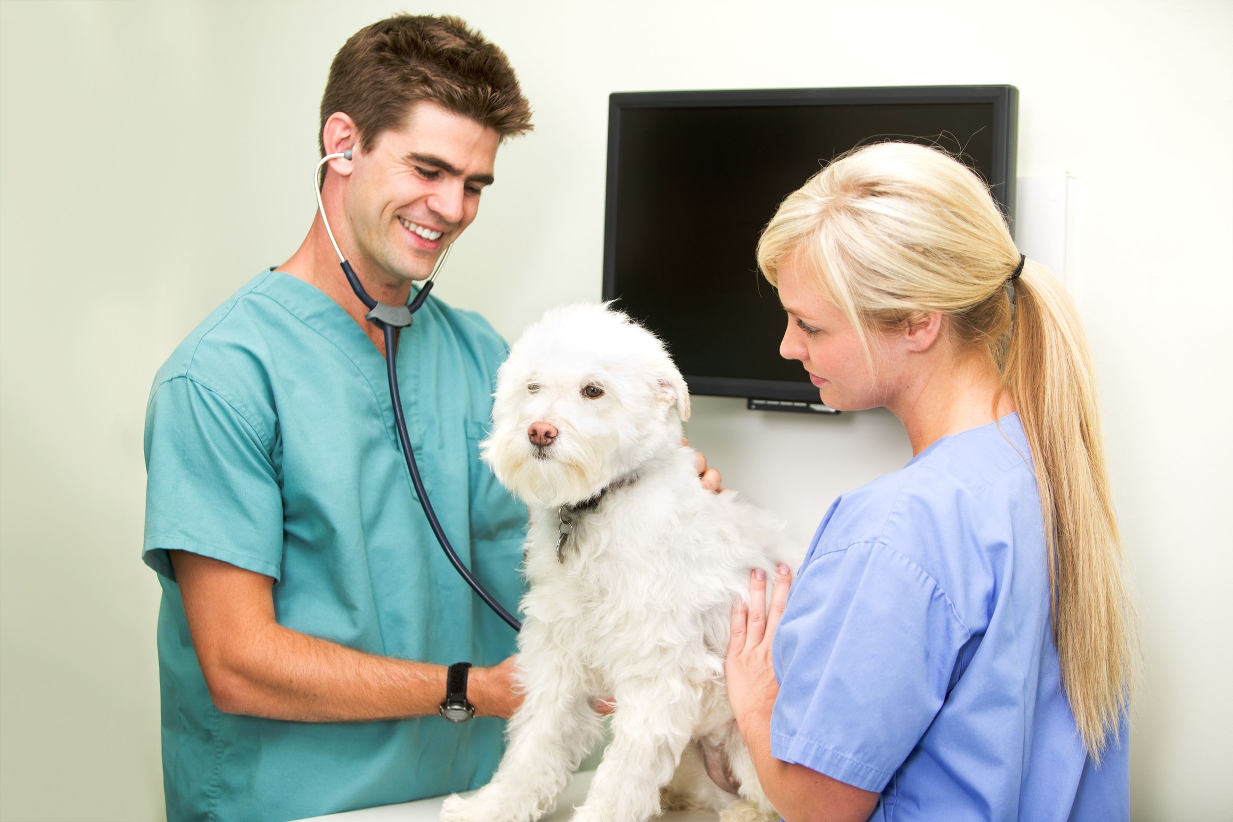 What Types of Services Does an Animal Hospital in Los Angeles Provide?