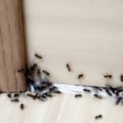 Working With An Experienced Ant Exterminator in Cabot, AR