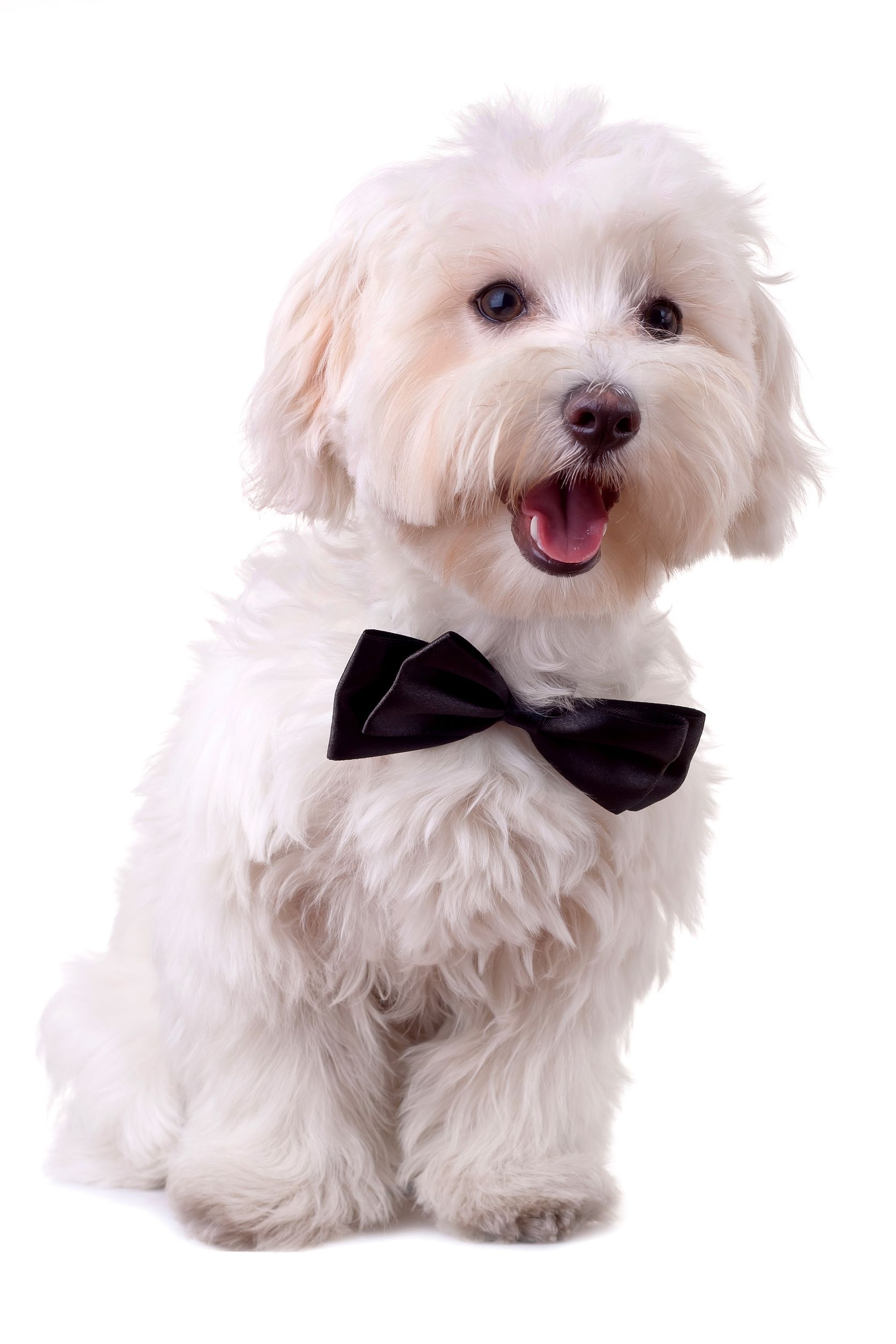 3 Fun Reasons to Give Your Lovable Dog Special Gifts on a Regular Basis
