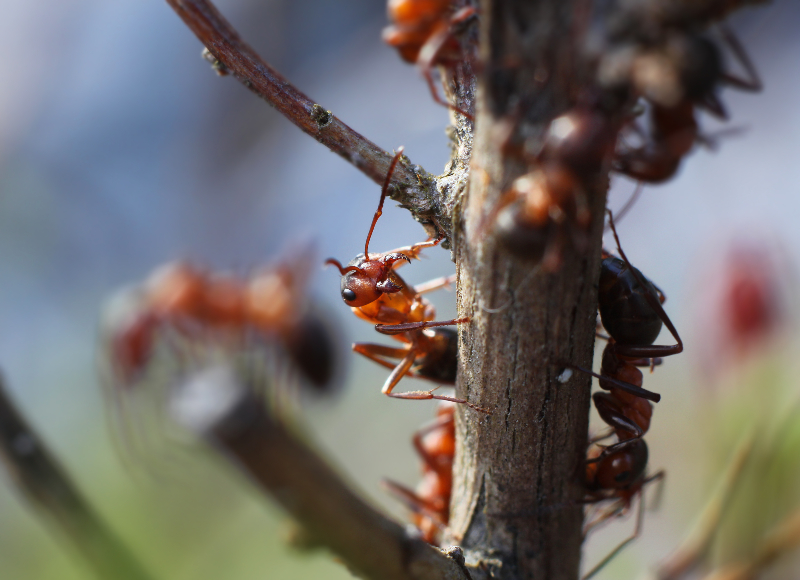 How to Know When Your New Jersey Home Needs a Termite Inspection