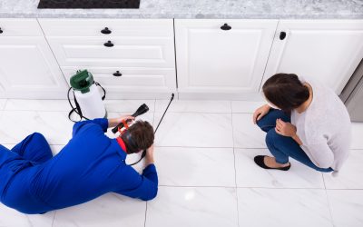 Benefits of Choosing Local Pest Control Services, St. Petersburg, FL for Fast Relief