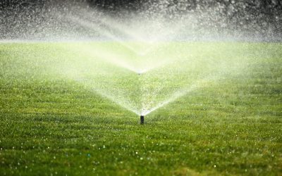 Organic Lawn Fertilizer Uses