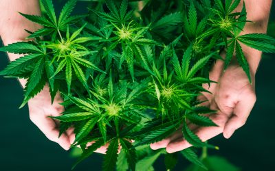 Choosing a Medical Cannabis Dispensary in Rio Rancho