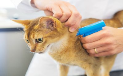 Emergencies That Require Immediate Veterinary Assistance in Sarasota