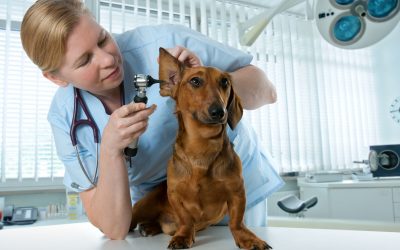 Benefits of Regular Visits to a Pet Care Clinic in Sarasota, FL