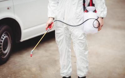 Getting Help with Pest Control in Rochester, MN, is Imperative