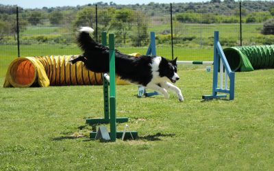 Professional Dog Training in Brevard County, FL