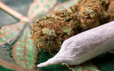 High-Quality Cannabis Pre-Rolls in Lumberton NJ