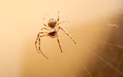 Homeowners’ Biggest Fear? Solved with These Cutting-Edge Spider Control in Newcastle Services