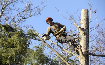 Expert Tree Trimming in Ponte Vedra for Healthier Yards and Increased Home Value