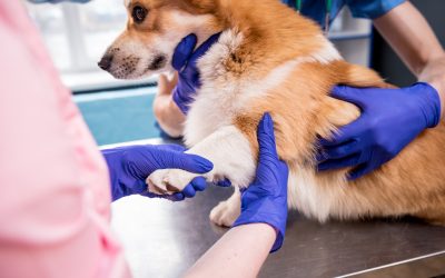 Find the Best Veterinarian Monmouth County NJ Offers for Your Pet’s Needs