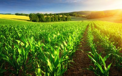 Barenbrug Grass Seed Solutions Ensure Thick Healthy Lawns in High Traffic Yards