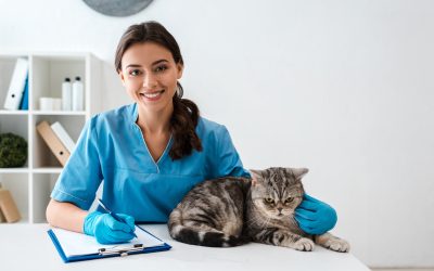 The Benefits of Choosing Pet Hospital Jacksonville, FL for Preventive Pet Health Care