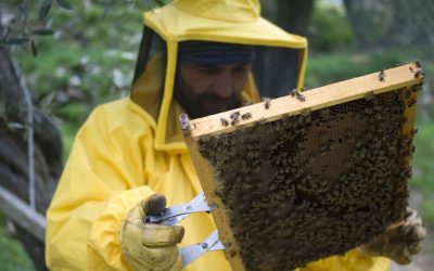 The Complete Guide to Bee Removal for Morris County, NJ Property Owners Rely On