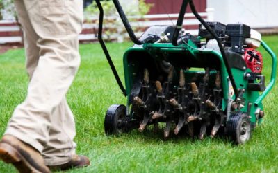 How to achieve long-lasting flea control for Lawn Shelbyville, KY, homeowners trust