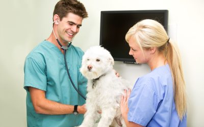Find Peace of Mind With Pet Care Services in Maumelle, AR for Busy Pet Owners