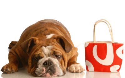 Every Month Feels Like a Holiday With a Dog Subscription Box Filled With Surprises